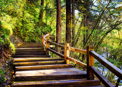 风景优美的阶梯，绿色树叶间的木板路