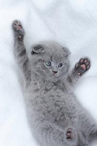 白色的毯子上的小猫
