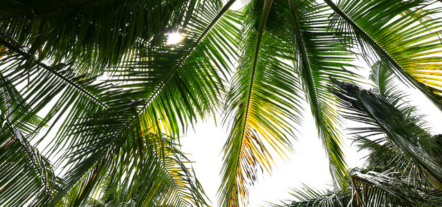 棕榈树分支免受热带海滩上光