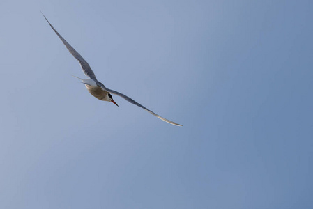 在蓝天上飞行的黑喉燕鸥张开的翅膀, 用长焦距镜头从长距离拍摄到短曝光