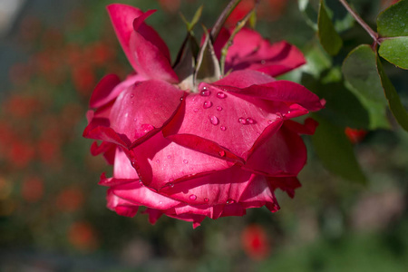 美丽多彩的玫瑰, 水滴在上面