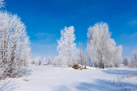 美丽的冬天景观树木霜