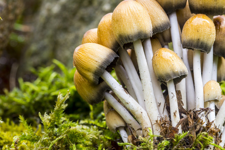 在森林中的苔藓上蘑菇
