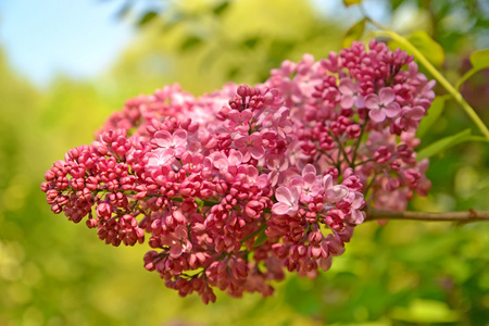 风信子盛开的丁香花的刷子风信子