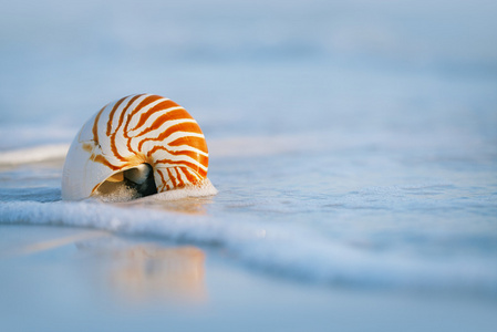 鹦鹉螺壳的海浪