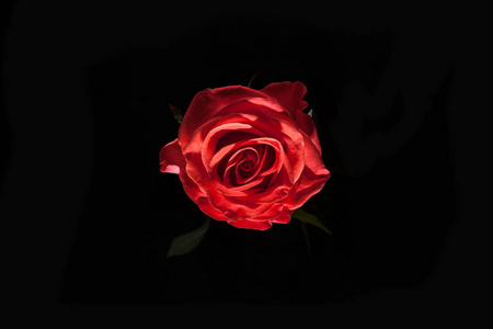 鸟眼观的 blatsk 朵白色的玫瑰。在黑暗中的玫瑰。设计元素。粉色玫瑰黑色 batskground。美丽的玫瑰宏观上黑色 ba