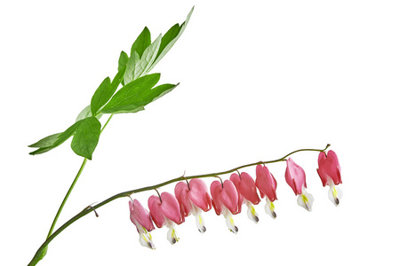 Dicentra 赤松花