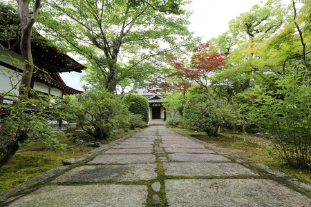 日本寺庙与日本扇红色的门和绿枫树叶中