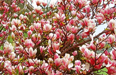 春天的花园里的玉兰树开花