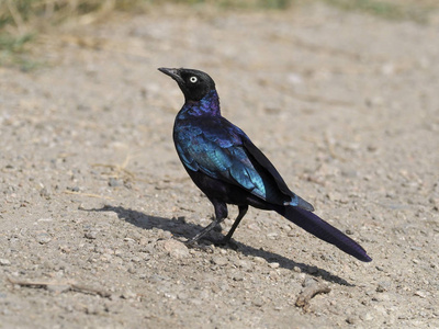 Ruppels 长尾八哥, Lamprotornis purpuroptera, 单鸟在地面上, 乌干达, 2018年8月