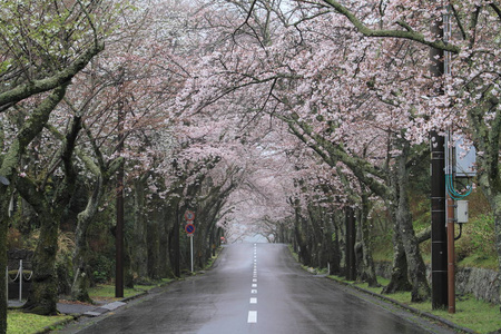 日本静冈高原樱花隧道雨