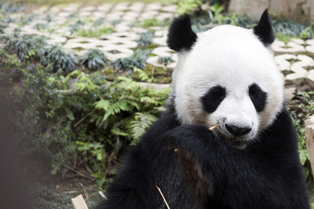 熊猫坐着吃竹子
