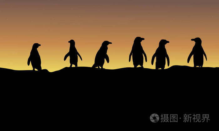 企鹅在日落景观的剪影