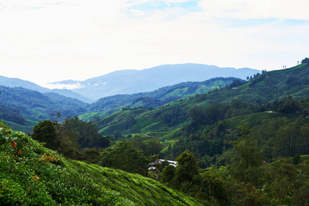 有机茶园农业山景观研究美丽的丘陵景观与绿茶种植园茶叶领域茶叶养殖场农业概念农业产业理念