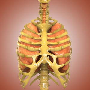 人体器官肺解剖