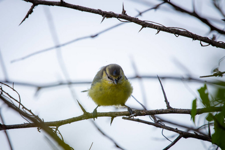 欧亚蓝或 Cyanistes caeruleus。欧洲鸟类