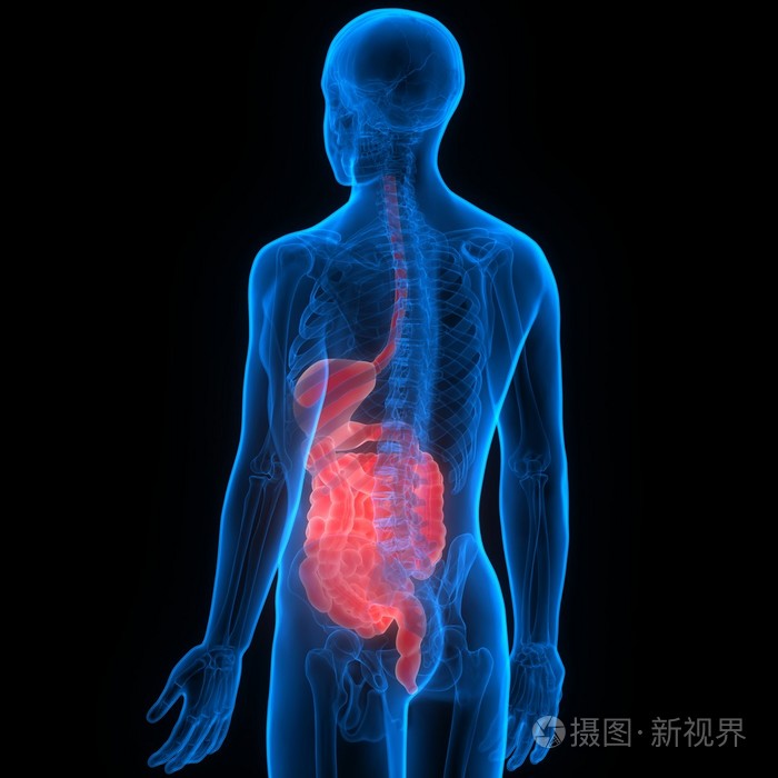 人体消化系统解剖