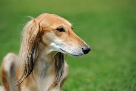 猎狼犬在草丛中