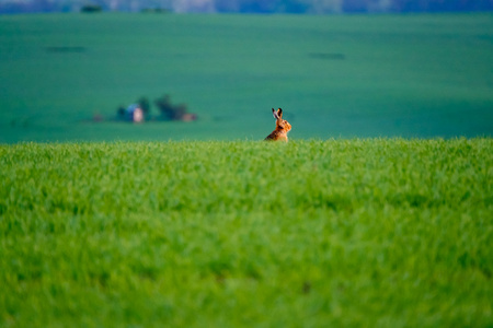 野兔在绿色的田野