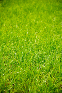 在草地上的绿草