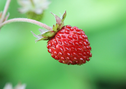 野草莓宏照片的特写