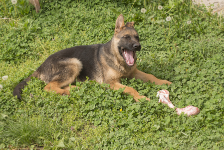 德国牧羊犬小狗骨