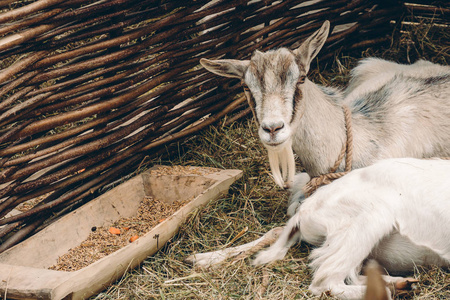 草垫上的山羊躺在稻草床附近的食物前的荆树击剑