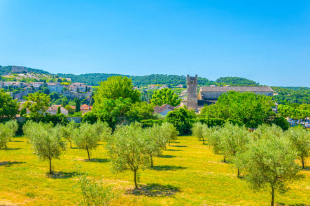 Vaison 的果园在法郎里的莴苣