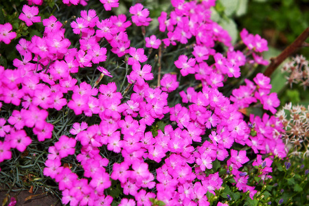 粉色康乃馨石竹 carthusianorum 花在花园里。关闭