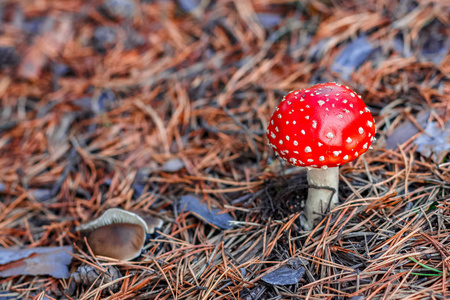 毒蝇伞。欧洲森林红色有毒蘑菇