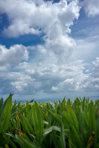 自然景观与绿色植物和海洋背景与多云的天空