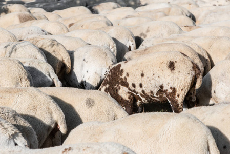 一群绵羊在田里吃的细节