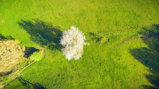 春天树木与草地的鸟瞰图