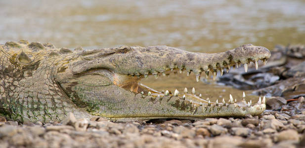 美国鳄鱼在 Tarcoles 河, 哥斯达黎加