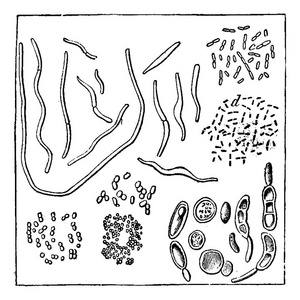 大气细菌, 直径放大1000倍, a, b. 弧菌, c, d, 藤黄, f, g, h. torule 多样, 复古雕刻插图。