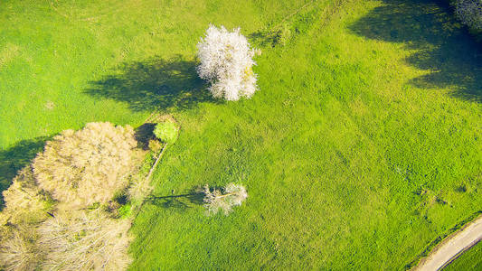 春天树木与草地的鸟瞰图图片