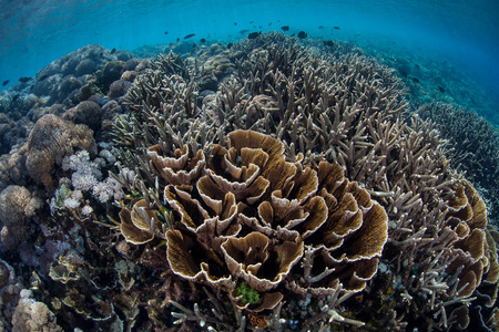 一个脆弱的珊瑚礁生长在印度尼西亚科莫地国家公园的浅滩。这个热带地区以其科莫科龙及其壮观的海洋生物多样性而闻名。