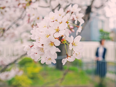 樱花在日本的树上