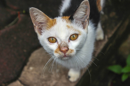 无家可归的猫做眼球