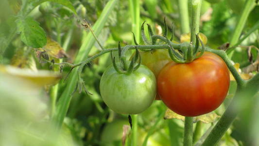 园艺番茄。成熟的红色西红柿挂在花园里