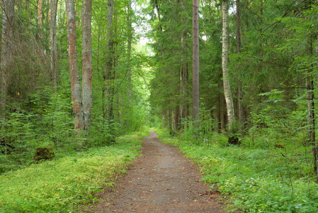 俄罗斯卡瑞洛芬地峡夏季日森林道路