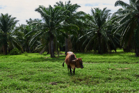 褐水牛在印度尼西亚的田野上吃草。亚洲水牛站在田野上