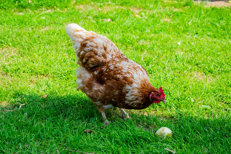 鸡鸟在农场的绿色草坪上