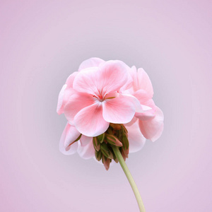 一朵朵粉红色的天竺葵花