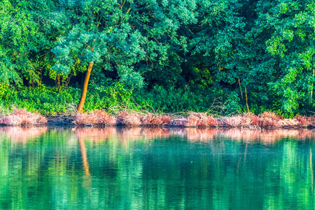 在水面上反射的小池塘后面的树木和灌木。美丽的春天的绿色颜色