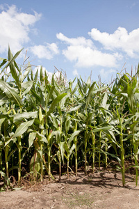 荷兰田里的玉米