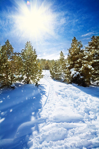 雪山森林雪道