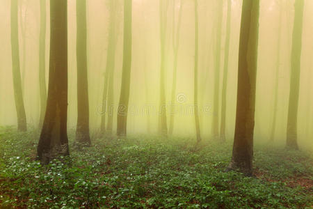 雾天的神秘森林图片
