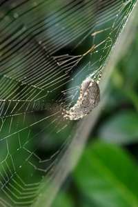 蜘蛛目图片