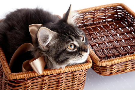 篮子里有蝴蝶结的毛茸茸的猫